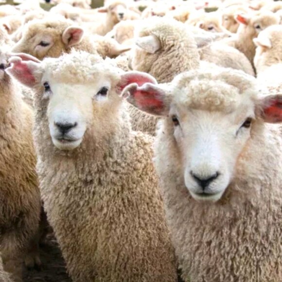 Thickness & Warmth Rating, wool, silk, & cashmere care Links, size chart - Picture 7 of 8